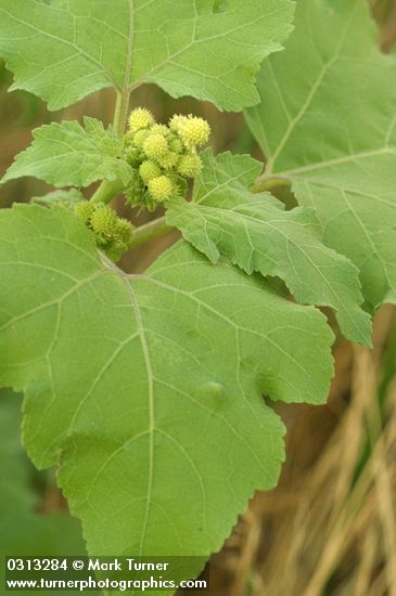 Xanthium strumarium