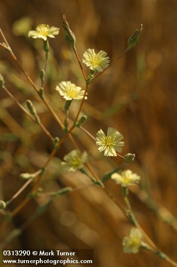 Lactuca serriola
