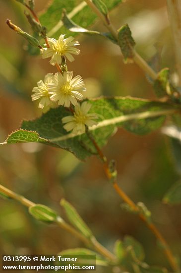 Lactuca serriola