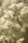 Blue Mountain Buckwheat blossoms detail