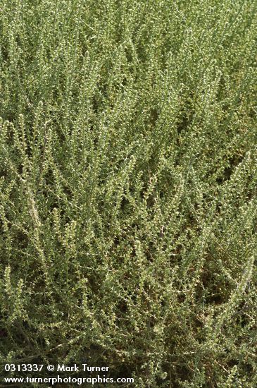 Salsola kali
