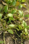 Mudwort