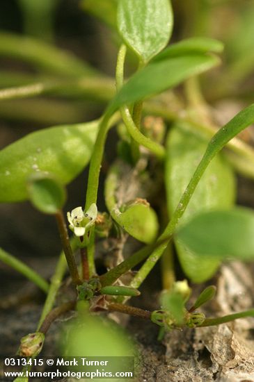 Limosella aquatica