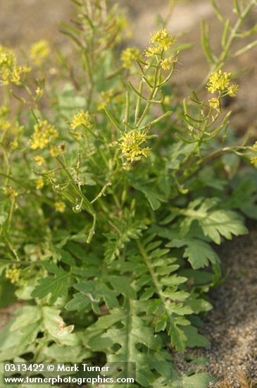 Rorippa curvisiliqua var. curvisiliqua