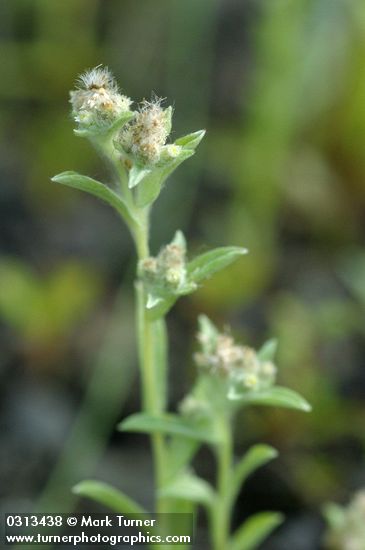 Gnaphalium uliginosum