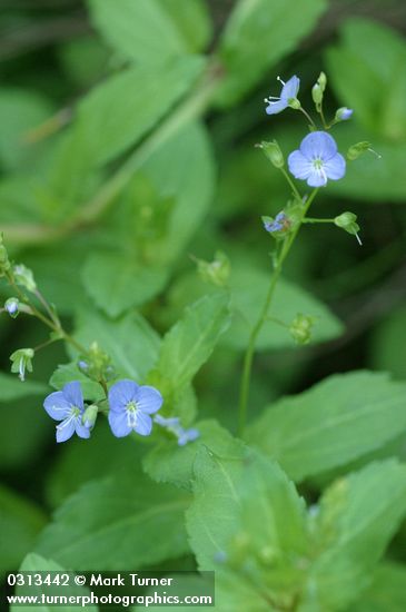Veronica americana