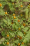 Common Beggarticks blossoms