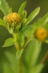 Big Devils Beggartick blossom extreme detail