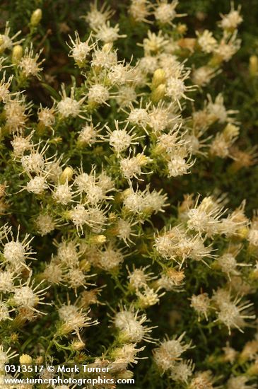 Ericameria resinosa
