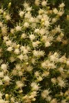 Columbia Goldenweed blossoms