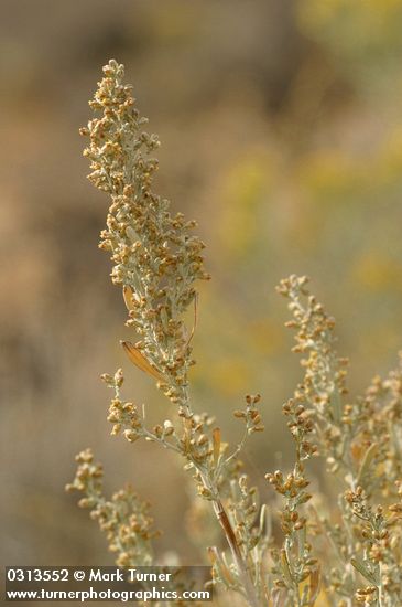 Artemisia tridentata