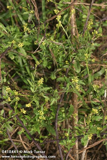 Sisymbrium officinale