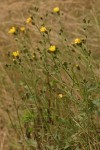 Yellow Composite