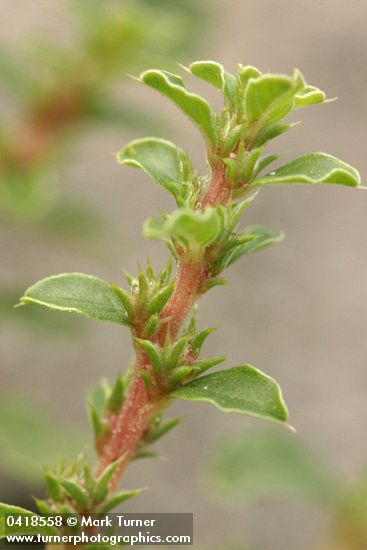 Ambrosia acanthicarpa