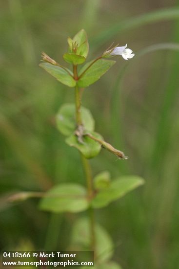 Lindernia dubia var. anagallidea