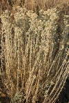 Slender Cudweed