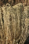 Slender Cudweed