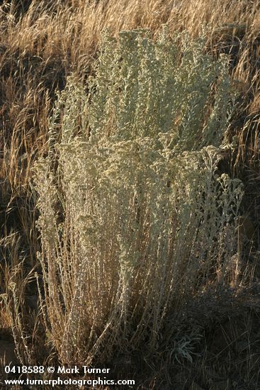 Pseudognaphalium canescens ssp. thermale (Gnaphalium microcephalum)