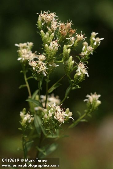Sericocarpus oregonensis (Aster oregonensis)