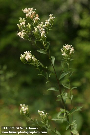Sericocarpus oregonensis (Aster oregonensis)