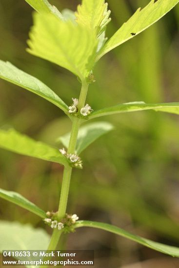 Lycopus uniflorus