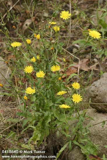 Picris hieracioides