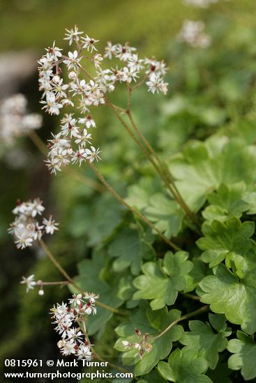 Micranthes nelsoniana var. cascadensis