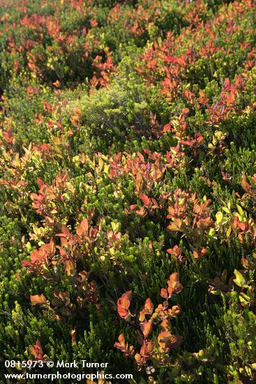 Vaccinium deliciosum; Phyllodoce empetriformis
