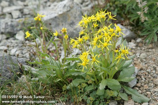 Senecio elmeri
