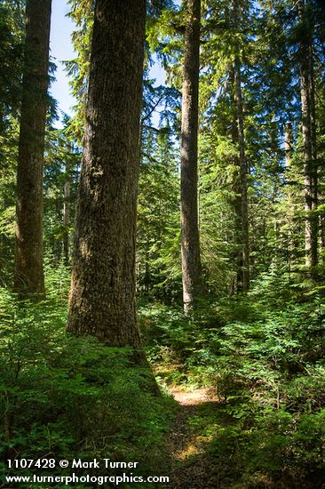 Tsuga heterophylla