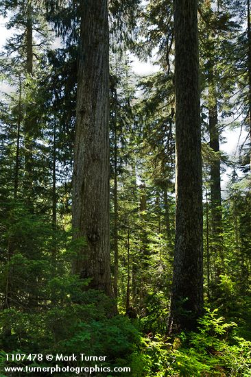 Chamaecyparis nootkatensis; Tsuga mertensiana