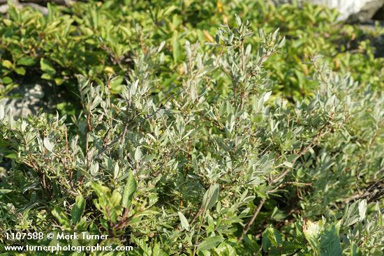 Salix brachycarpa