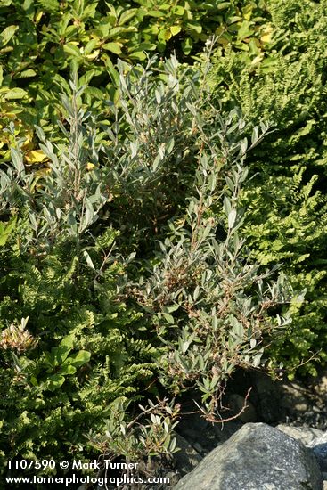 Salix brachycarpa