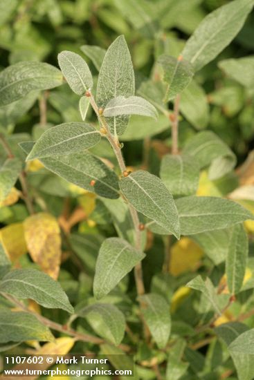 Salix brachycarpa