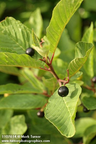 Frangula purshiana (Rhamnus purshiana)