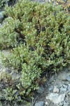 Common Juniper in fruit