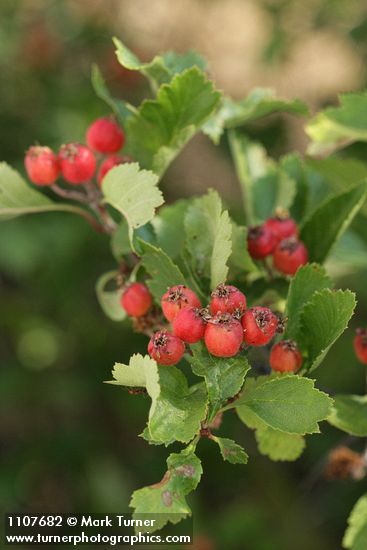 Crataegus chrysocarpa var. piperi