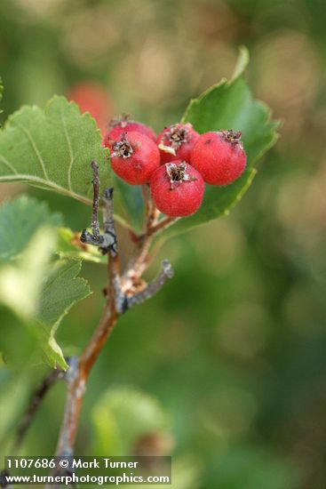 Crataegus chrysocarpa var. piperi