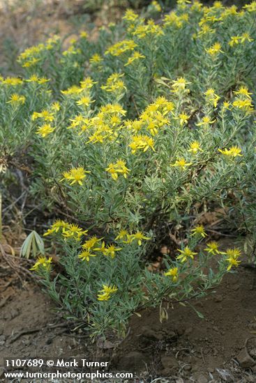 Ericameria greenei