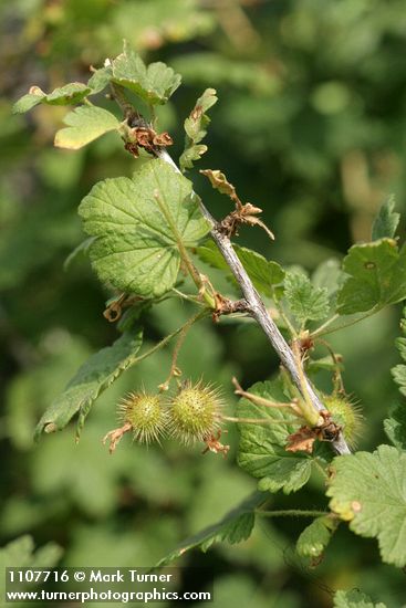 Ribes watsonianum