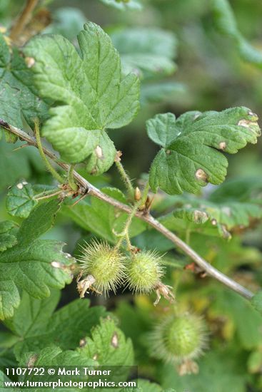 Ribes watsonianum