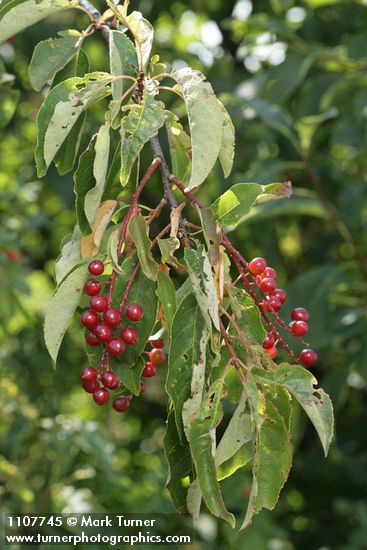 Prunus virginiana