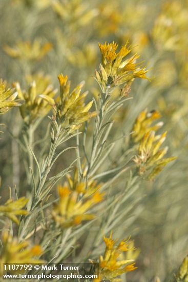Ericameria nauseosa