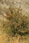 Fleshy Hawthorn