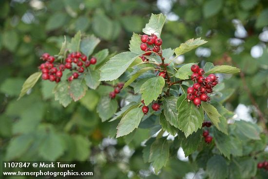 Crataegus okanaganensis