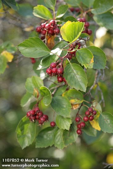 Crataegus okanaganensis