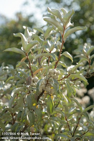 Elaeagnus commutata
