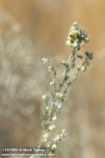 Artemisia frigida
