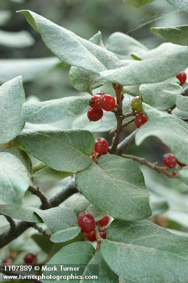 Shepherdia canadensis