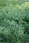 Drummond's Willow